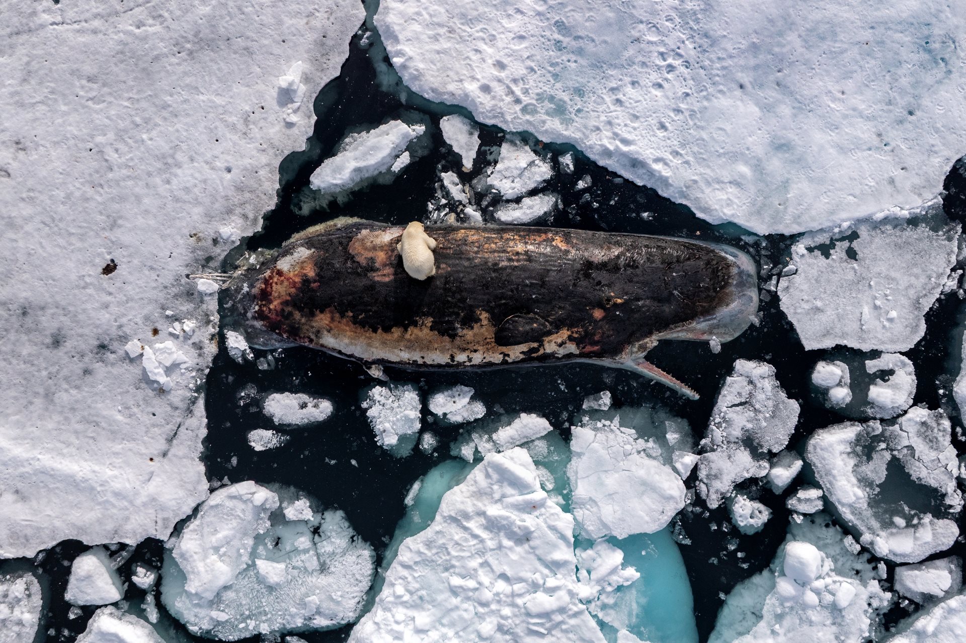 A female polar bear feeds on a sperm whale carcass in the polar pack ice north of the Norwegian archipelago, Svalbard. 82&deg; North, International Waters.